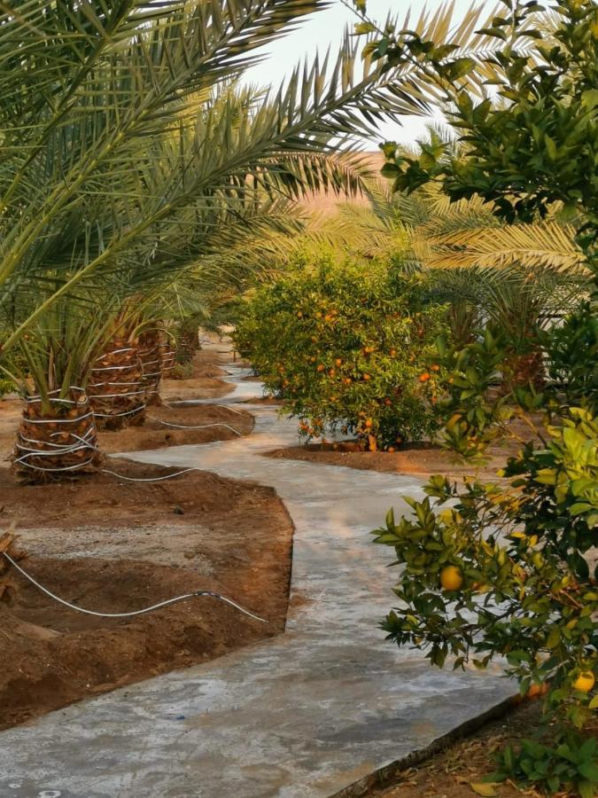 Almazham Camp Resort Ал Ула Екстериор снимка